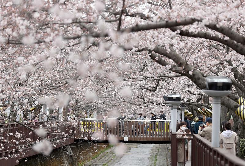 Bunga ceri yang mekar (cherry blossoms) pada tanggal 28 Maret 2022 di Jembatan Romantis yang terletak di Yeojwacheon, Jinhae-gu, Changwon, Provinsi Gyeongsangnam. Yeojwacheon sangat terkenal di antara turis dalam dan luar negeri setiap musim semi karena memiliki jalan sepanjang 1,2 km berisi pepohonan ceri yang bunganya bermekaran di musim semi. Jinhae Gunhangje (Cherry Blossom) Festival yang merupakan festival bunga terbesar di Korea, harus dibatalkan pada tahun 2022 karena Pandemi Covid-19. (Yonhap News)