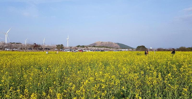 Festival Bunga Kanola Seogwipo Tahun 2023 diselenggarakan pada tanggal 31 Maret hingga 2 April di Alun-alun Bunga Kanola, Gasi-ri, Pyoseon-myeon, Kota Seogwipo, Jeju. Bunga Kanola merupakan bunga representatif Provinsi Jeju. (Visit Jeju) 