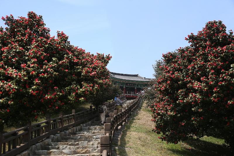 Foto di atas menunjukkan Festival Bunga Camellia dan Gurita Seocheon ke-21 yang digelar di Hutan Camellia, Maryang-ri, Seo-myeon, Seocheon-gun, Provinsi Chungcheongnam. Maryang-ri terkenal dengan bunga-bunga camellia yang tumbuh liar di daerah pantai selatan atau di pulau-pulaunya. (Seocheon-gun) 