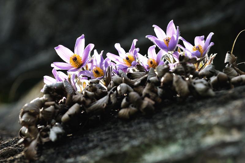 Pulsatilla tongkangensis merupakan bunga liar yang hanya tumbuh di Korea. Bunga ini hanya bisa ditemukan di sekitar Sungai Donggang yang mengalir di Yeongwol-gun, Pyeongchang-gun, dan Jeongseon-gun. Ketiga wilayah tersebut berada di dalam Provinsi Gangwon. (Jeongseon-gun) 