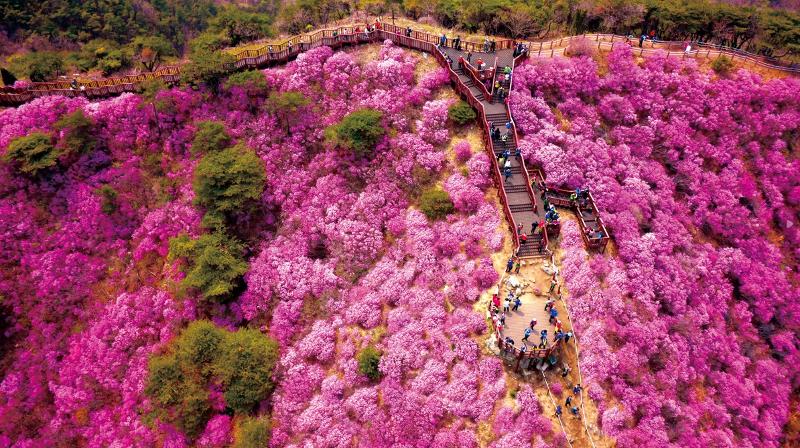 Foto di atas menunjukkan pemandangan Festival Bunga Azalea Gunung Goryeosan ke-13 yang akan digelar pada tanggal 15-23 April mendatang di Wilayah Azalea, Gunung Goryeosan, Ganghwa-do, Incheon. (Badan Pariwisata Incheon) 