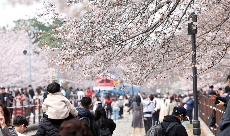 Foto di atas menunjukkan Festival Jinhae Gunhangje ke-61 yang digelar di Taman Stasiun Kyunghwa, Jinhae-gu, Kota Changwon, Provinsi Gyeongsangnam. Jalur bunga ceri berwarna merah muda ini berada di rel kereta yang sudah tidak terpakai sehingga disebut sebagai Terowongan Bunga Ceri. Lokasi ini merupakan salah satu lokasi Festival Jinhae Gunhangje yang paling terkenal. (Yonhap News) 