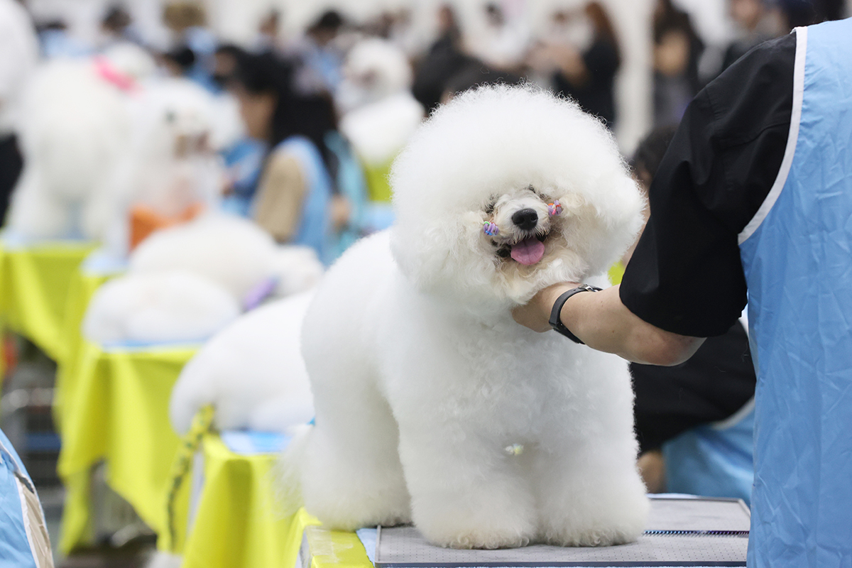 Para peserta memamerkan teknik tata rias mereka pada Kontes Kecantikan Anjing Nasional ke-103 yang diselenggarakan oleh Korea Kennel Federation (KKF) pada tanggal 14 Juli di aT Center, Seocho-gu, Seoul. Acara tersebut merupakan salah satu bagian dari 2023 Seoul FCI International Dog Show yang diselenggarakan hingga tanggal 16 Juli. (Yonhap News)