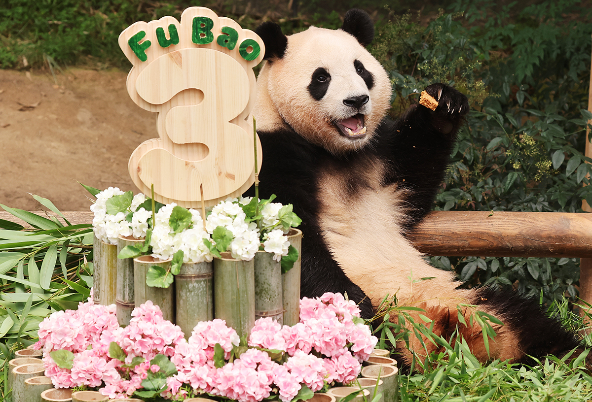 Fubao terlihat sedang memakan kue ulang tahunnya yang terbuat dari wortel. Fubao adalah bayi panda populer di Korea yang merayakan ulang tahun ketiganya pada tanggal 20 Juli di Everland, Kota Yongin, Provinsi Gyeonggi. Fubao lahir pada tanggal 20 Juli 2020 sebagai bayi panda pertama yang dikandung dan dilahirkan secara alami di Korea. Ia lahir dengan berat 197 gram dan sekarang sudah tumbuh hingga memiliki berat 98 kg. (Yonhap News)
