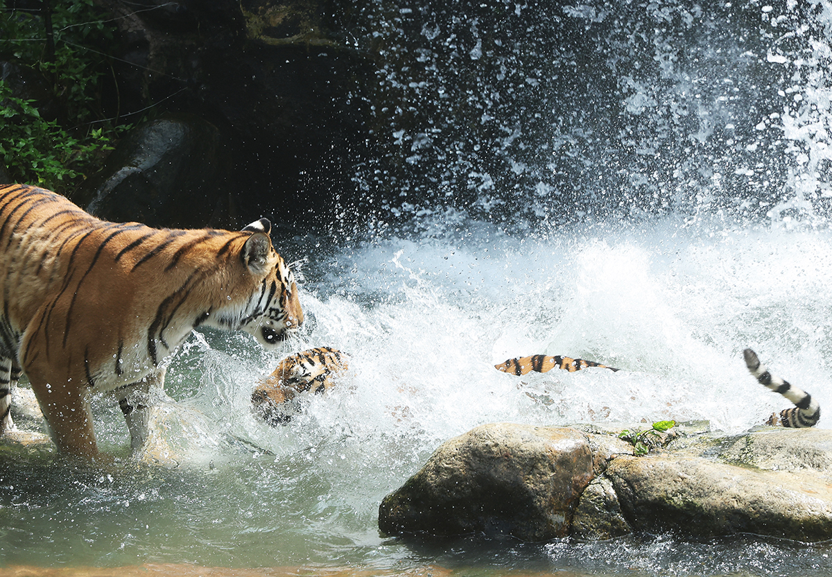 Pada tanggal 28 Juli, sehari sebelum Hari Harimau Sedunia, seekor harimau Korea melepas gerah dengan air dingin di Everland, Yongin, Provinsi Gyeonggi. Hari Harimau Sedunia adalah hari yang ditetapkan untuk melindungi dan meningkatkan kesadaran akan harimau, spesies yang terancam punah. (Yonhap News)