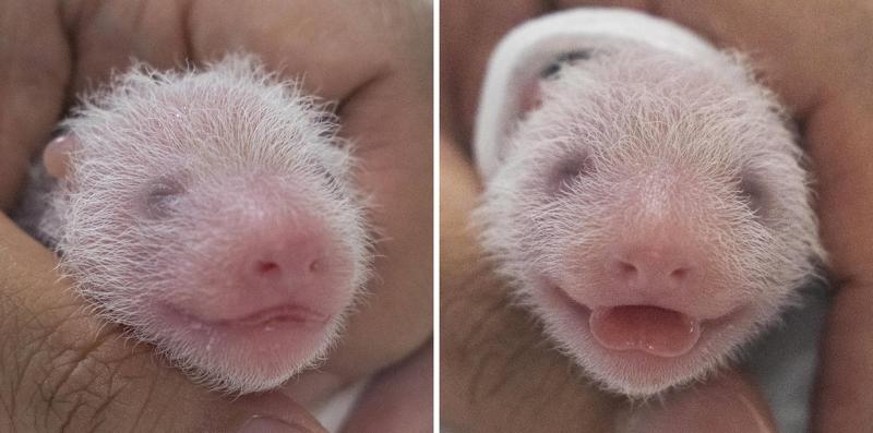 Panda kembar yang lahir pada tanggal 7 Juli. Bayi sebelah kiri adalah bayi yang lahir lebih dahulu.