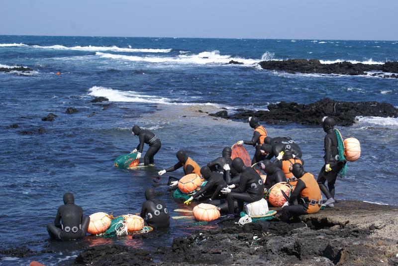 Sistem Perikanan Jeju Haenyeo telah terdaftar sebagai Warisan Pertanian Penting Global (GIAHS) melalui Sidang Umum Kelompok Penasihat Ilmiah di Organisasi Pangan dan Pertanian (FAO) Perserikatan Bangsa-Bangsa yang digelar pada tanggal 8-10 November (waktu setempat) di Roma, Italia. Foto di atas menunjukkan haenyeo yang sedang mencari hewan-hewan laut. (Pemerintahan Provinsi Mandiri Khusus Jeju)