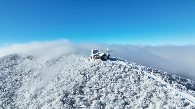 Panorama musim dingin di jalur hutan yew berumur riburan tahun yang terletak di Gunung Balwangsan, Pyeongchang-gun, Provinsi Gangwon. (Pemerintah Pyeongchang-gun) 