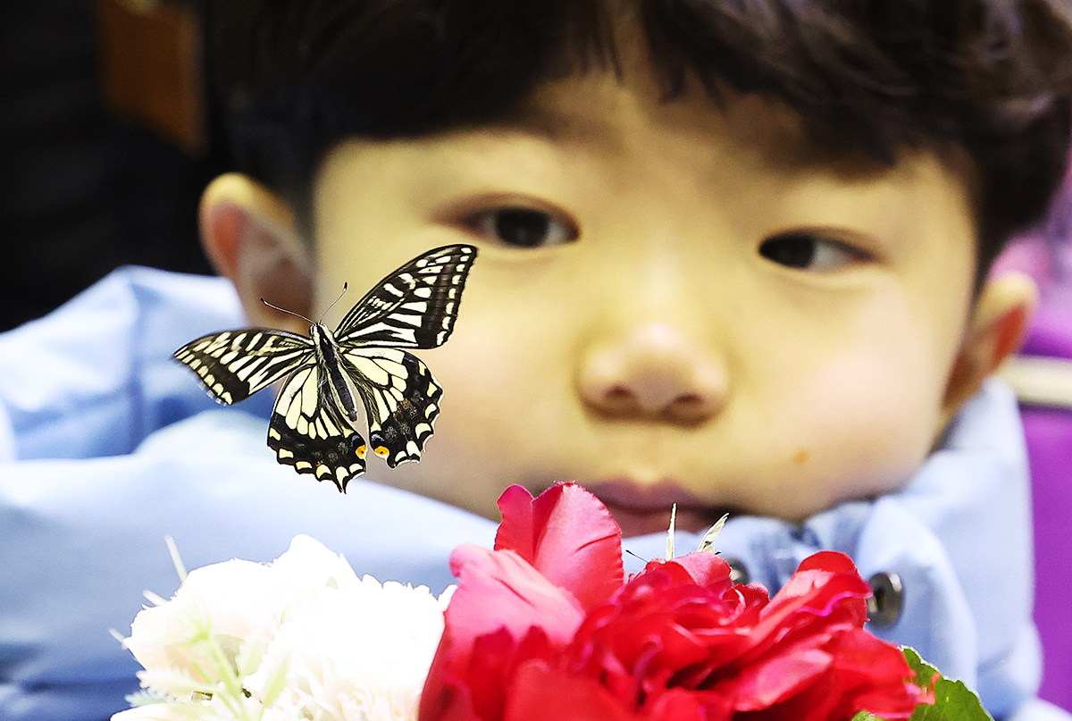 Pada tanggal 4 Januari, seorang anak terlihat sedang melihat kupu-kupu di Live Butterfly Experience Center, Everland di Kota Yongin, Provinsi Gyeonggi. (Yonhap News)