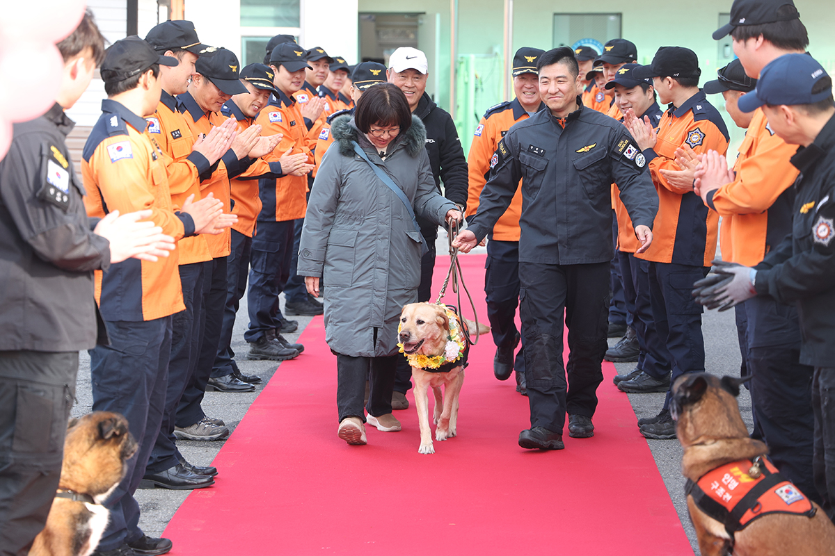Upacara pensiun anjing penyelamat bernama Arong digelar pada tanggal 19 Januari di Pusat Keamanan 119 Onam di Kota Namyangju, Gyeonggi-do. Arong (Labrador Retriever jantan) terlihat sedang meninggalkan acara tersebut dengan tepuk tangan dari para petugas pemadam kebakaran. Seekor anjing penyelamat tersebut telah bekerja sebagai anggota Tim Respon Khusus Utara Provinsi Gyeonggi sejak tahun 2017. Arong telah dikirim ke lokasi penyelamatan sebanyak 312 kali selama enam tahun dan menyelamatkan empat orang yang bertahan hidup dan lima orang tewas. (Yonhap News)