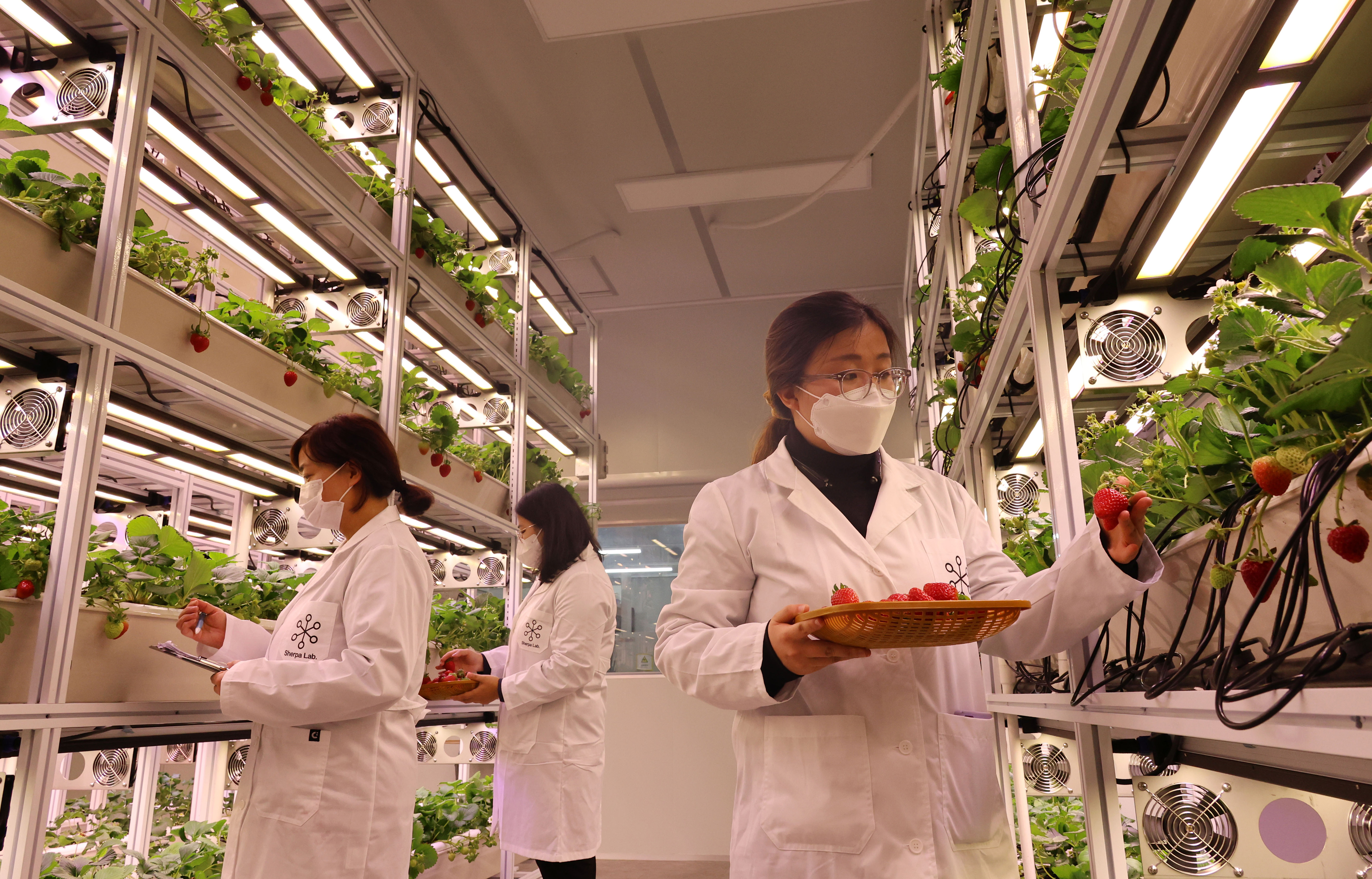 Para peneliti terlihat sedang mengamati stroberi pada tanggal 6 Februari di Daejeon Farm, Daeheung-dong, Jung-gu, Kota Daejeon. Daejeon Farm yang merupakan pertanian pintar pertama di Korea memanfaatkan bangunan kosong setempat untuk menanam stroberi dan meneliti serta mengembangkan ganja medis. (Yonhap News)