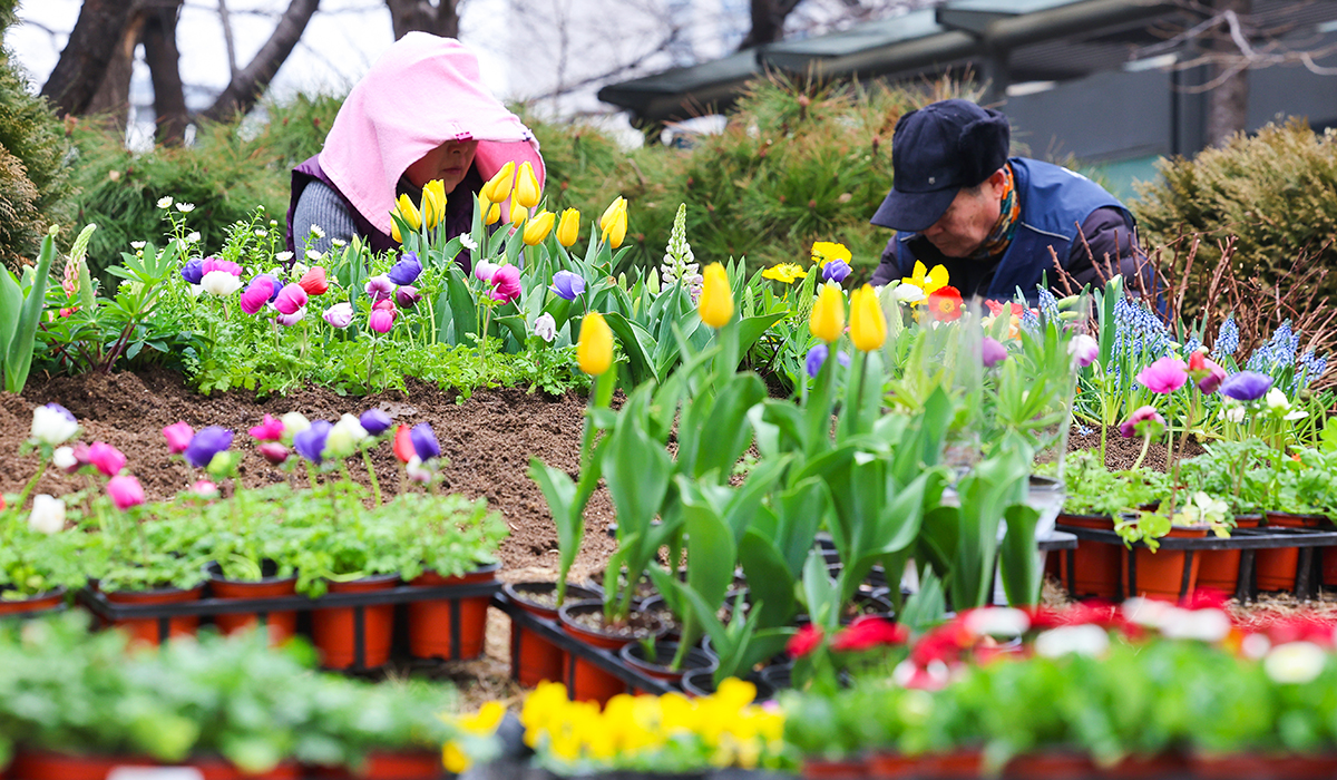 Para pekerja dari distrik setempat terlihat sedang menata taman bunga pada tanggal 29 Februari di Alun-alun Wangsimni, Seongdong-gu, Seoul. Untuk menyambut musim semi, mereka menanam lebih dari 1.500 bibit bunga dari 10 jenis bunga, seperti pansy, daisy, dan tulip. (Yonhap News)