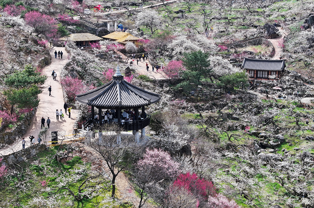 Para pengunjung terlihat sedang mengamati bunga-bunga plum yang mulai bermekaran pada tanggal 6 Maret di Kampung Maehwa, Daap-myeon, Kota Gwangyang. Festival Bunga Plum Gwangyang ke-23 akan digelar pada tanggal 8-17 Maret mendatang di Kampung Maehwa dengan tema Bunga Plum Gwangyang yang Menampilkan Budaya Korea (terjemahan tidak resmi). (Yonhap News)