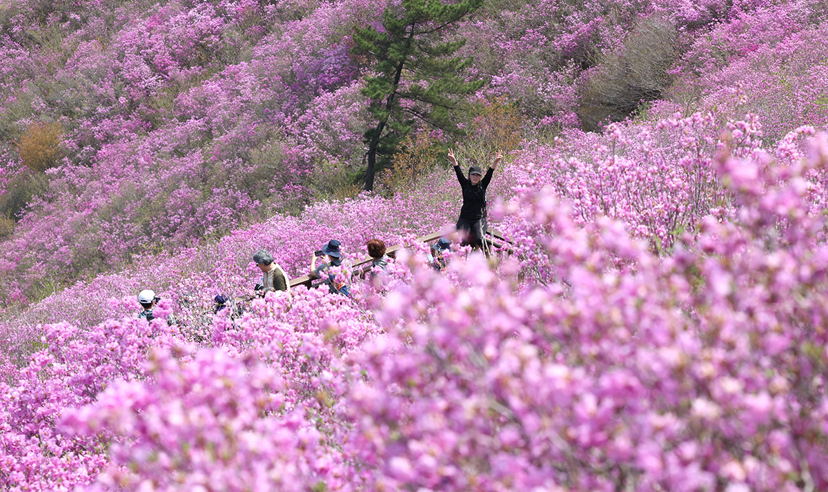 Pada tanggal 12 April, seorang pengunjung terlihat sedang mengambil foto dengan latar belakang bunga-bunga azalea di dekat puncak Gunung Cheonjusan (638,8 meter di atas permukaan laut) di Uichang-gu, Kota Changwon, Provinsi Gyeongsangnam. (Yonhap News)