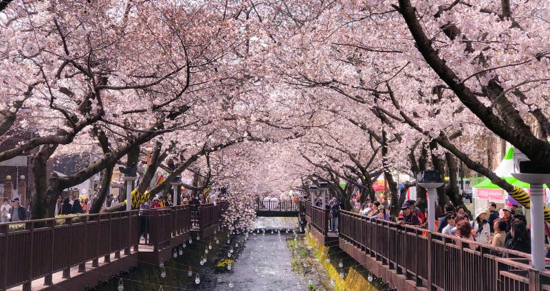 Sungai Yeojwacheon yang terkenal dengan Jembatan Romantisnya menjadi tempat yang patut dikunjungi selama Festival Bunga Ceri Jinhae.