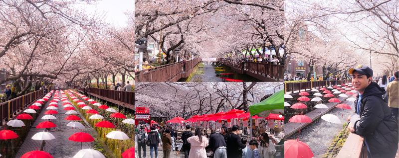 Terlihat keindahan bunga ceri di sepanjang Sungai Yeojwacheon dengan dekorasi tatanan warna-warni payung di tengah sungai. Pada foto tengah bawah terlihat para wisatawan mengunjungi berbagai stan Pasar Loak Rakyat Jinhae. 