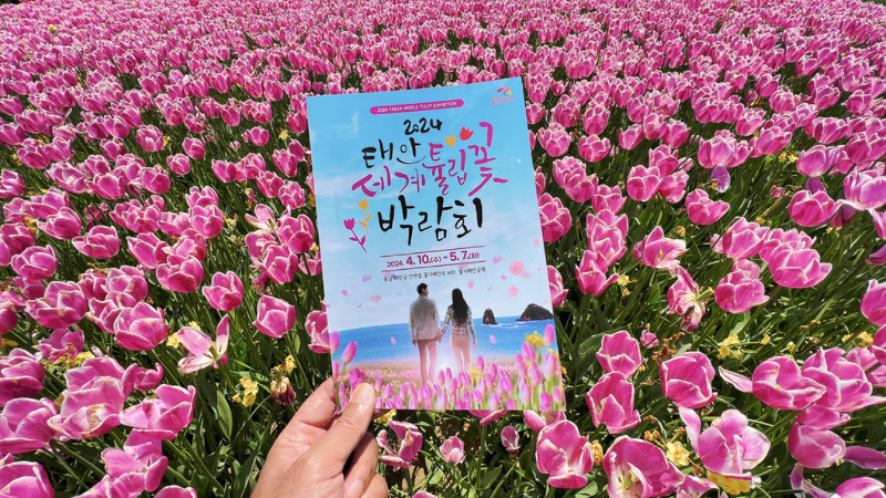 Festival Bunga Tulip Taean diselenggarakan di Taman Bunga Korea, Taean-gun, Provinsi Chungcheongnam. 