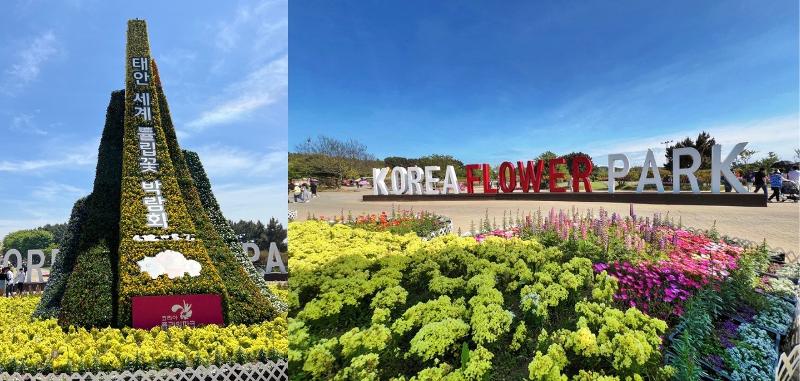Kiri: Dekorasi berbagai bunga membentuk sebuah menara. Kanan: Taman Bunga Korea, tempat diselenggarakannya Festival Bunga Tulip Taean.