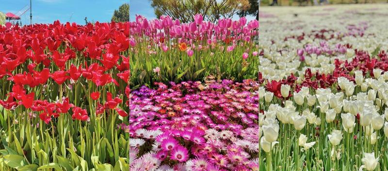 Berbagai macam warna bunga tulip pada Festival Bunga Tulip Taean.