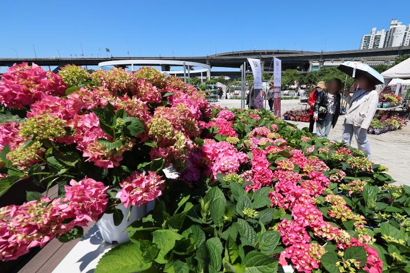 Pada tanggal 16 Mei beberapa orang warga terlihat sedang melihat taman bunga dalam Pameran Taman Internasional Seoul yang digelar di Taman Hangang Ttukseom. (Yonhap News) 