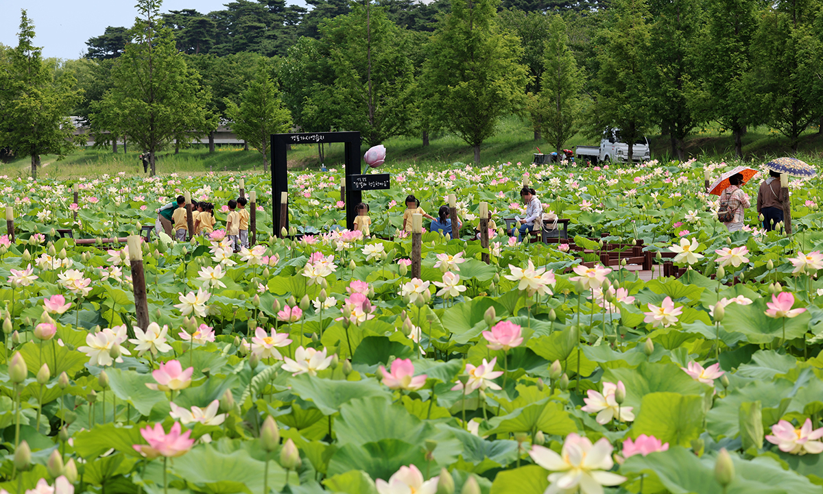 Anak-anak terlihat sedang melihat-lihat bunga teratai yang mekar penuh di taman teratai di Lahan Basah Gyeongpo, Kota Gangneung, Provinsi Gangwon pada tanggal 1 Juli. (Yonhap News)