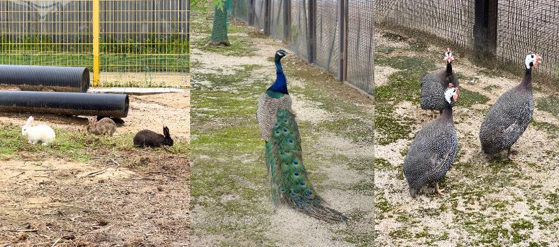 Terlihat pada foto, berbagai binatang yang dipelihara di kebun binatang Taman Agro-Ekologi Pyeongtaek. 