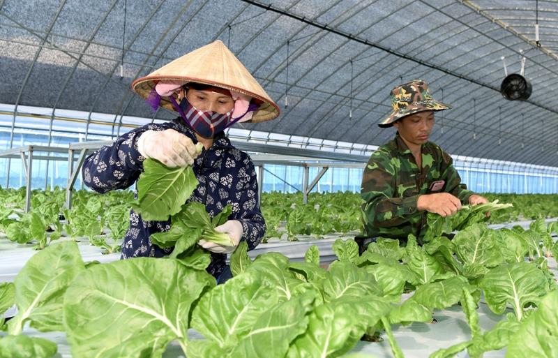 Pada tanggal 6 Agustus 2024 Menteri Pertanian, Pangan, dan Peternakan Song Mi-ryung dan Menteri Tenaga Kerja Lee Jung Sik mengunjungi sebuah ladang pertanian di daerah Kota Chungju, Provinsi Chungcheongbuk, untuk menginspeksi persiapan pencegahan sengatan panas di lapangan. Foto di atas menunjukkan para pekerja migran musiman yang sedang bekerja di sebuah lahan pertanian yang terletak di Jangsu-gun, Provinsi Jeollabuk. (Pemerintah Jangsu-gun)