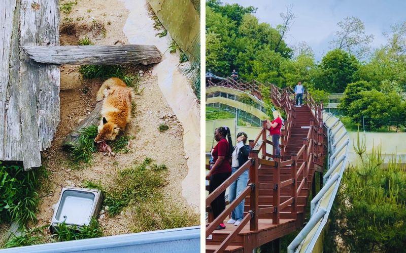 Rubah merah Korea yang terlihat oleh penulis dari atas menara observasi di Pusat Pengamatan Ekologi Rubah. 