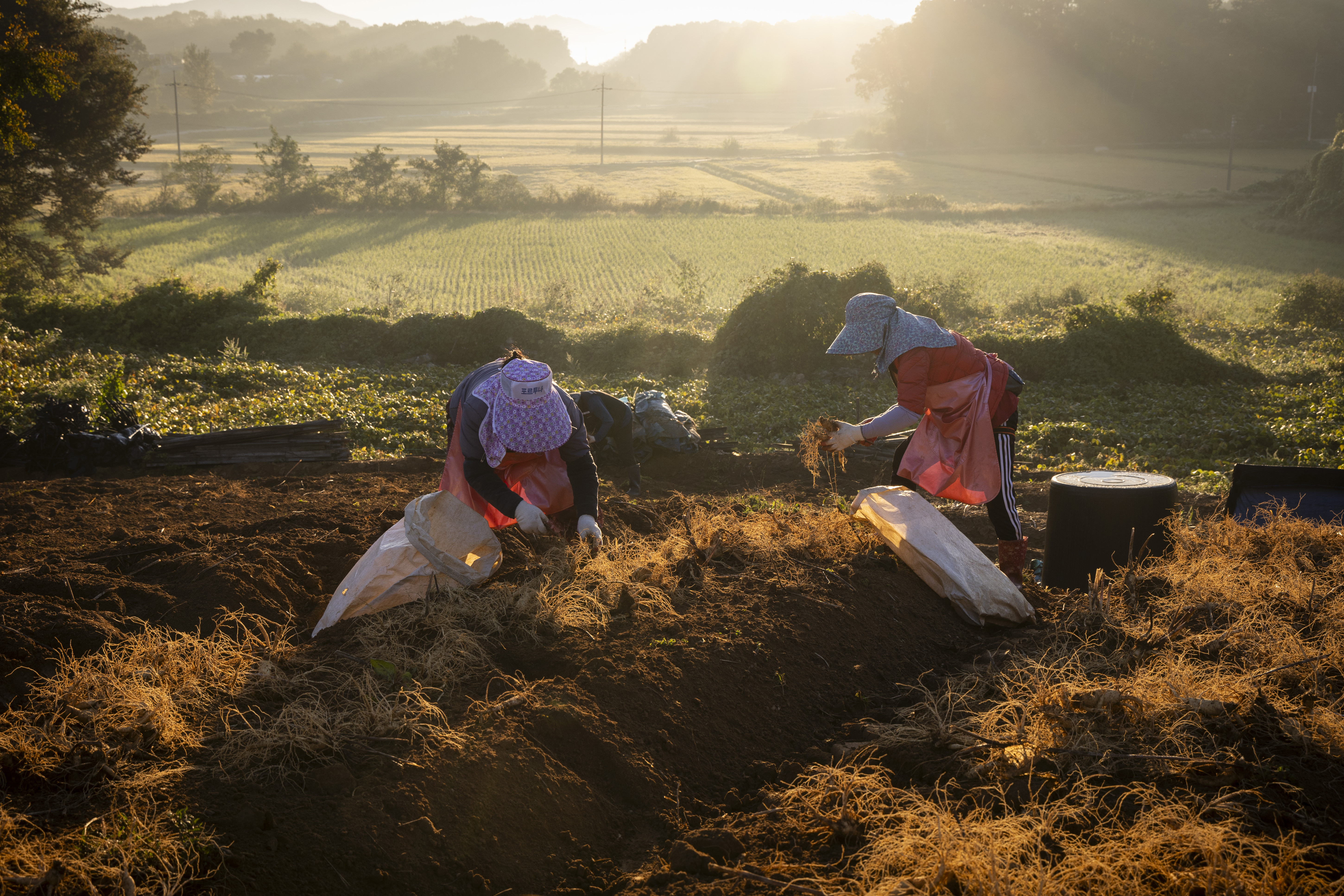 Para petani terlihat sedang memanen ginseng pada tanggal 4 Oktober 2024 di dekat Kota Paju, Provinsi Gyeonggi. Ginseng yang dipanen merupakan ginseng yang telah tumbuh selama enam tahun sehingga menjadi ginseng dengan kualitas terbaik. Pemerintah Kota Paju menggelar festival ginseng di Alun-alun Imjingak pada tanggal 19-20 Oktober 2024. (Yonhap News)