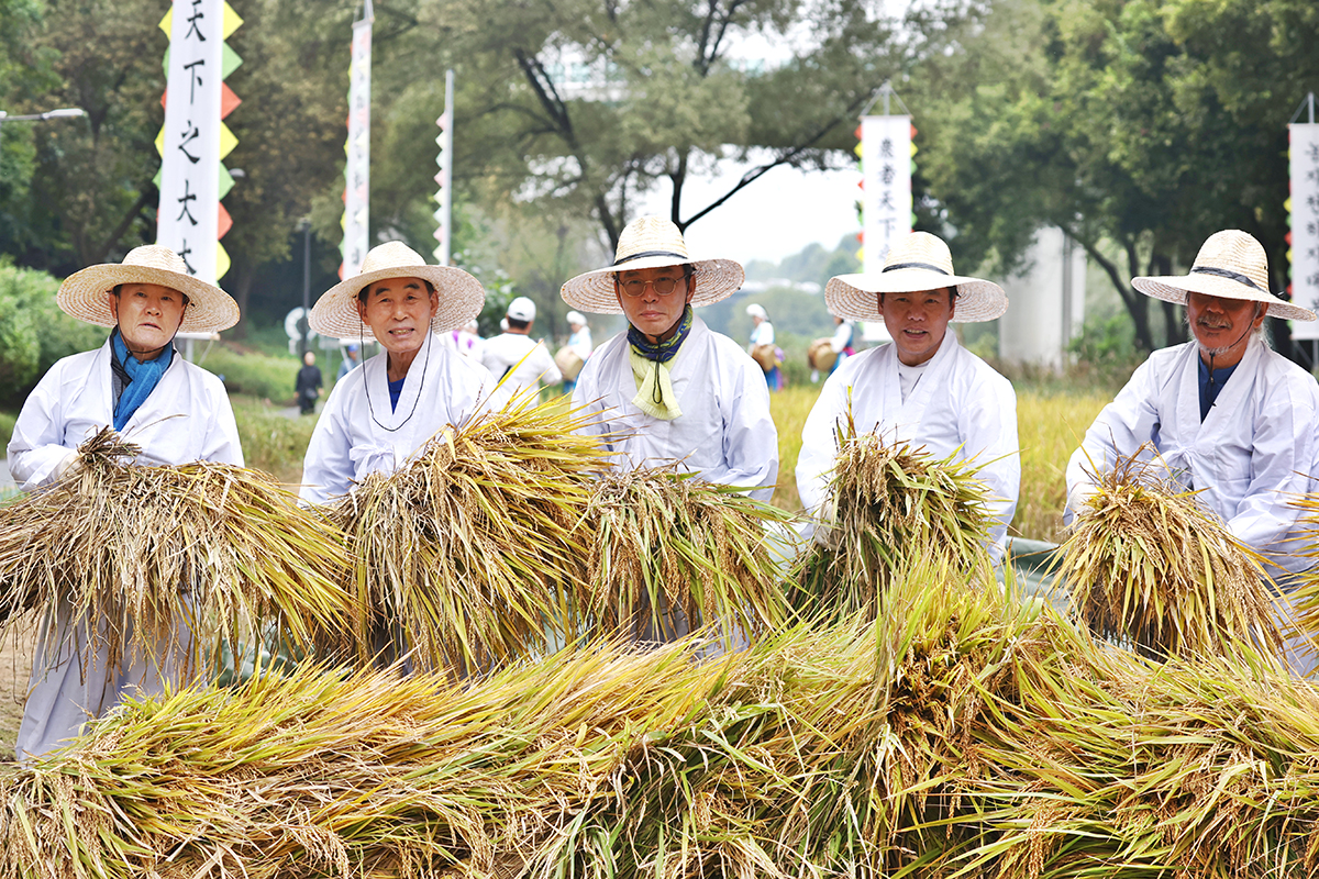 Para petani terlihat sedang mendemonstrasikan memanen padi tradisional pada tanggal 15 Oktober 2024 di Yangjaecheon Stream Rice Farming Learning Center, Gangnam-gu, Seoul. 200 orang warga termasuk kanak-kanak dan siswa-siswa sekolah dasar berpartisipasi dalam acara tersebut untuk mengalami budaya tradisional dan belajar nilai ekologi Yangjaecheon. (Yonhap News)