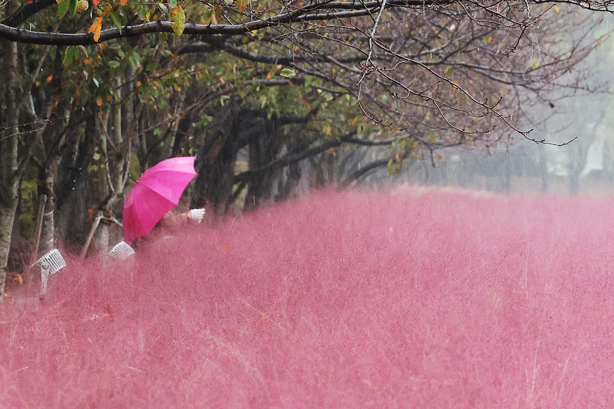 Seorang warga terlihat sedang mengambil foto bunga pink muhly, yang dalam bahasa latinnya disebut Muhlenbergia Capillaris pada tanggal 18 Oktober 2024 di Taman Ekologi Gaetgol, Kota Siheung, Provinsi Gyeonggi. (Yonhap News) 