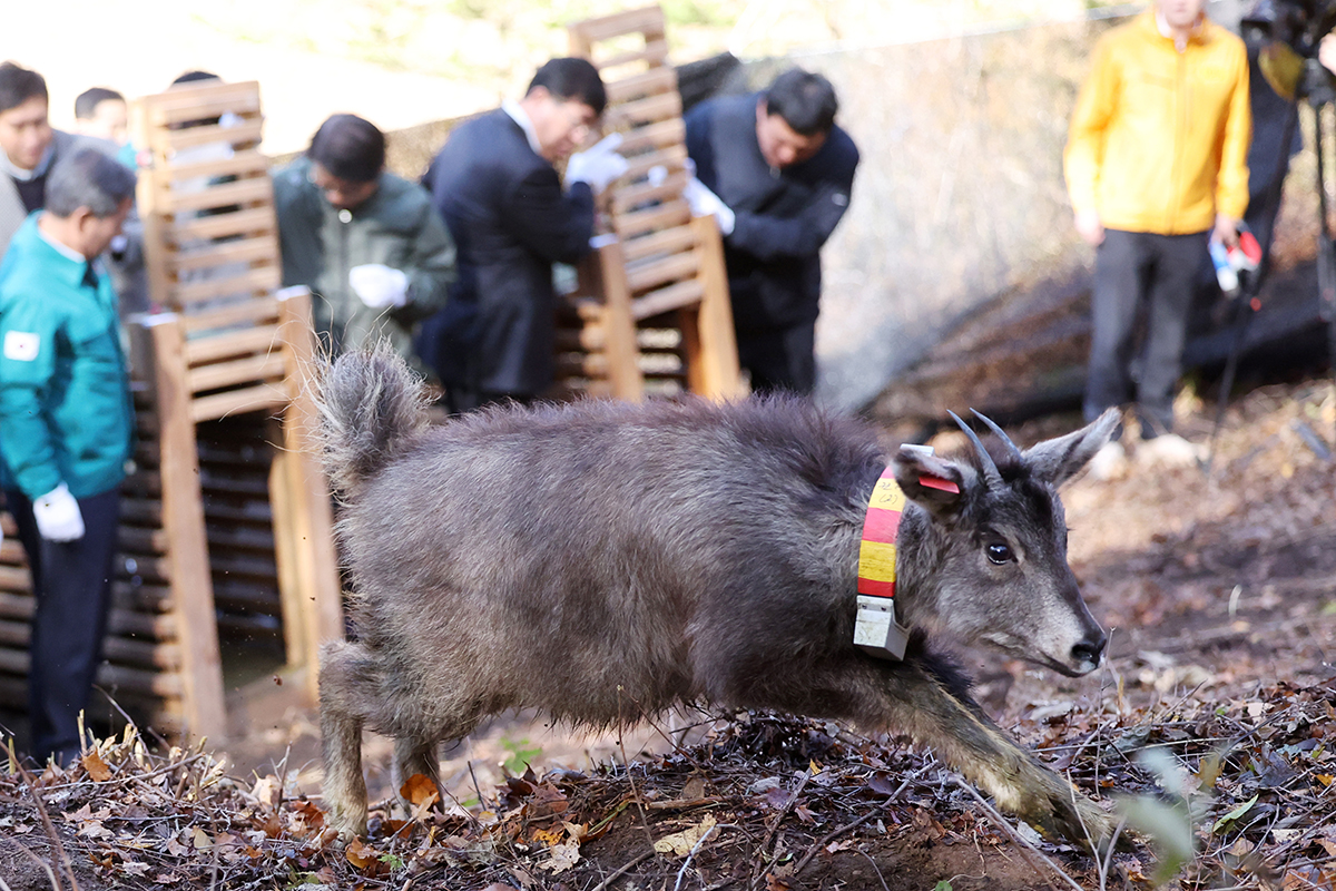 Seekor Naemorhedus caudatus dilepasliarkan kembali ke alam pada tanggal 31 Oktober 2024 di Worun-ri, Dong-myeon, Yanggun-gun, Provinsi Gangwon. Naemorhedus caudatus adalah salah satu hewan yang tercatat sebagai hewan yang terancam punah di Korea. Empat ekor naemorhedus caudatus dilepasliarkan pada hari itu. Sepasang di antaranya diselamatkan pada musim dingin lalu dan sepasang lainnya dikembangbiakkan di dalam pusat pengembangbiakkan. (Yonhap News)