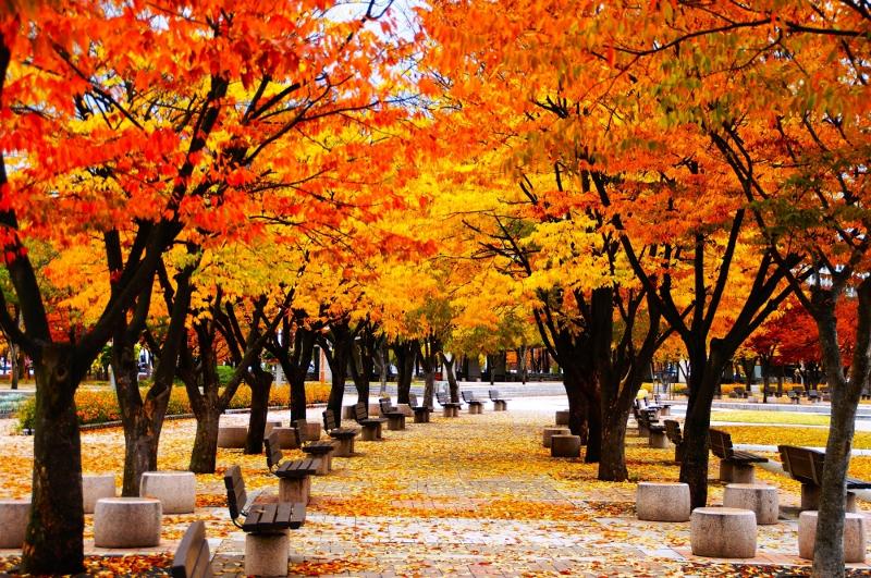 Pemerintah Kota Seoul telah merilis daftar 103 jalan terbaik untuk menikmati dedaunan musim gugur.  Foto di atas menunjukkan daun maple yang berguguran di Taman World Cup, Mapo-gu, Seoul. (Pemerintah Kota Seoul) 