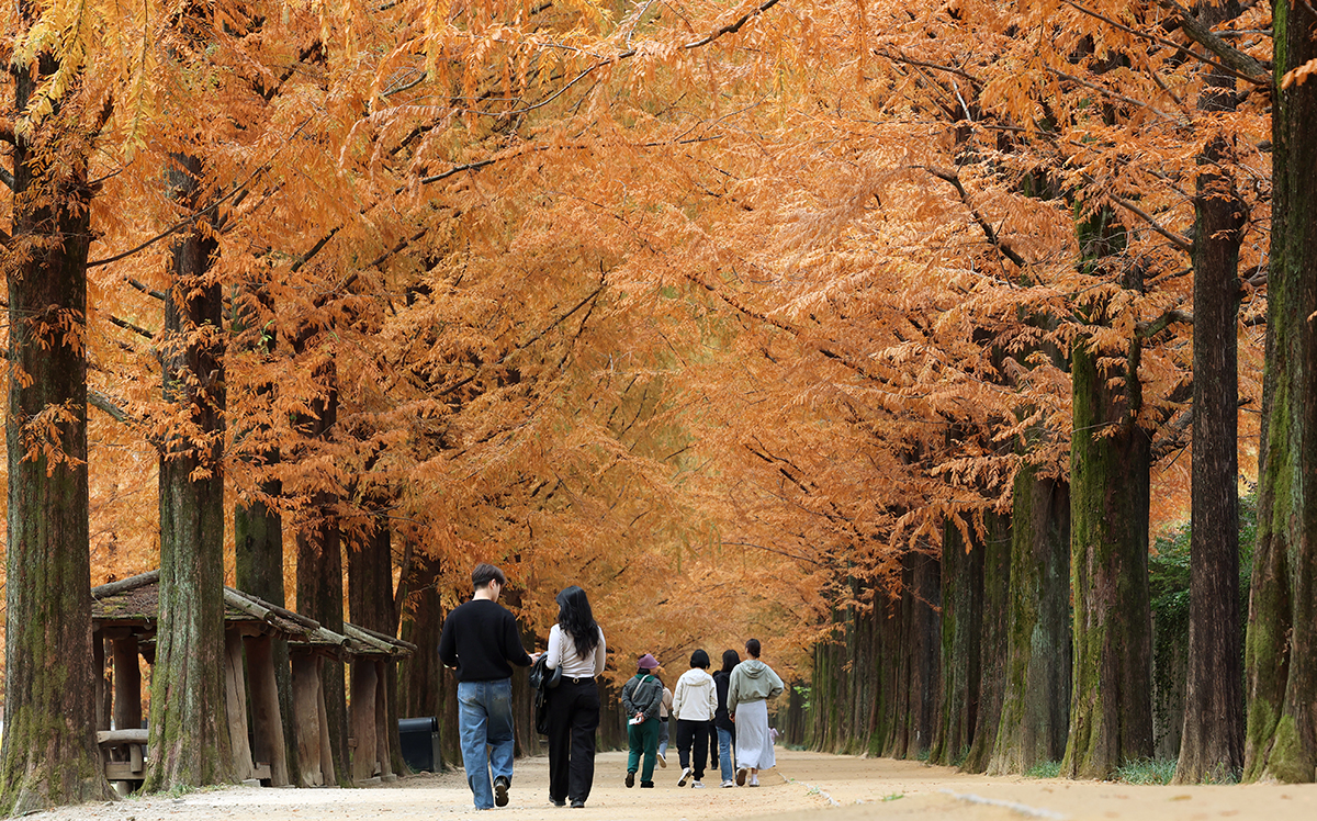 Para warga terlihat sedang menikmati pemandangan musim gugur pada tanggal 15 November 2024 di Damyang Metasequoia-lined Road, Damyang-gun, Provinsi Jeollanam. (Yonhap News)