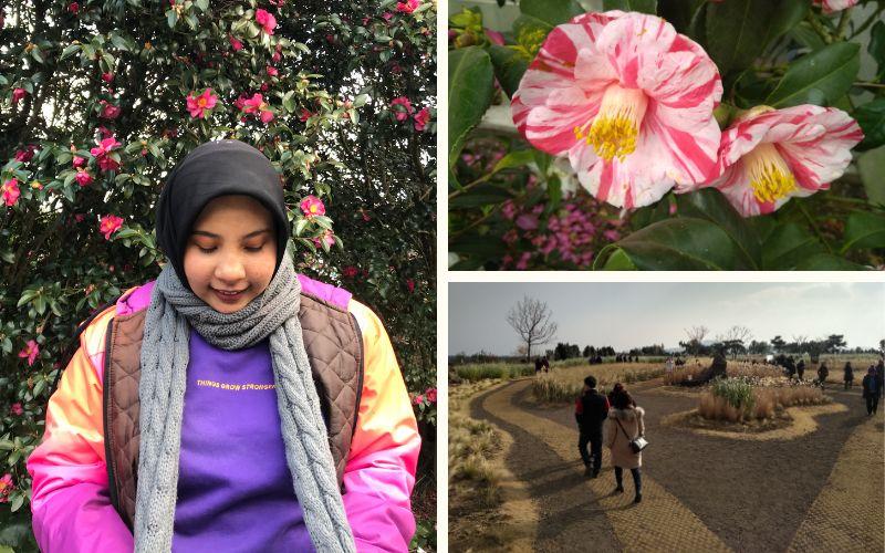 Bunga kamelia bermekaran di tengah taman dengan warna cerah sehingga memberikan kontras indah di antara lanskap musim dingin. 