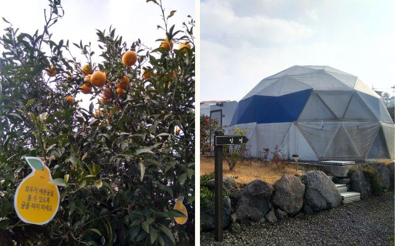 Tenda-tenda glamping modern berbentuk iglo dikelilingi perkebunan jeruk keprok dengan latar alam yang tenang. 