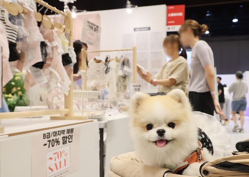 Foto di atas menunjukkan seekor anjing peliharaan di 2024 K-Pet Fair Seoul yang digelar pada tanggal 23 Agustus 2024. (Yonhap News)