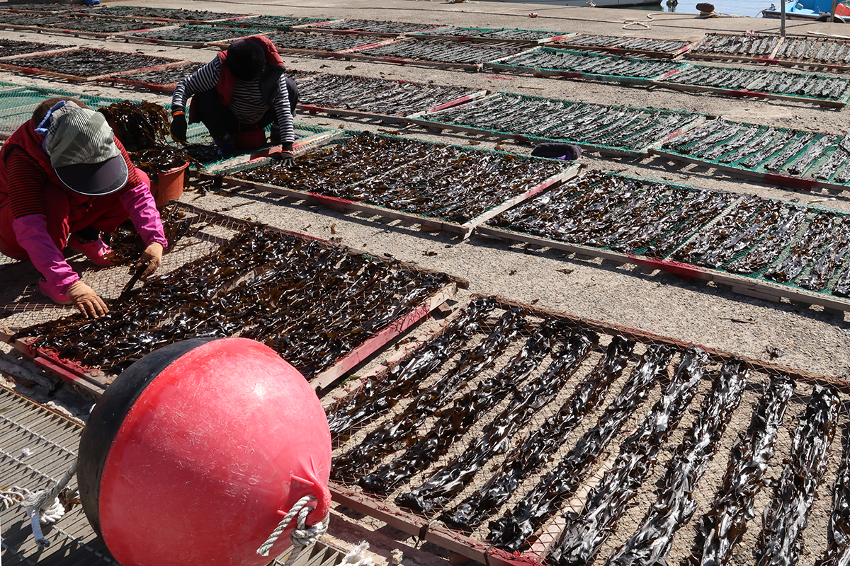 Para warga desa nelayan terlihat sedang mengeringkan rumput laut yang sudah dibersihkan pada tanggal 17 Februari 2025 di Desa Seoam, Gijang-gun, Kota Busan. (Yonhap News)