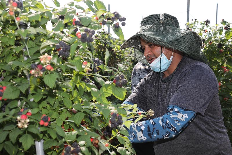 Kementerian Kehakiman melonggarkan aturan penerbitan visa untuk tenaga kerja asing di daerah dengan tujuan meningkatkan jumlah imigran di daerah yang kekurangan penduduk. Foto di atas menunjukkan seorang tenaga kerja asing yang sedang memanen bokbunja (Rubus coreanus) di sebuah perkebunan yang terletak di Muju-gun, Provinsi Jeonbuk. (Pemerintah Muju-gun)