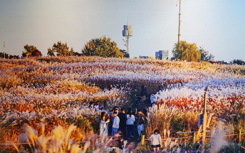 Taman Haneul yang terkenal dengan Festival Rumput Perak setiap musim gugur dulunya merupakan tempat pembuangan sampah yang besar hingga tahun 1993. (Seobu Parks & Landscape Management Office)