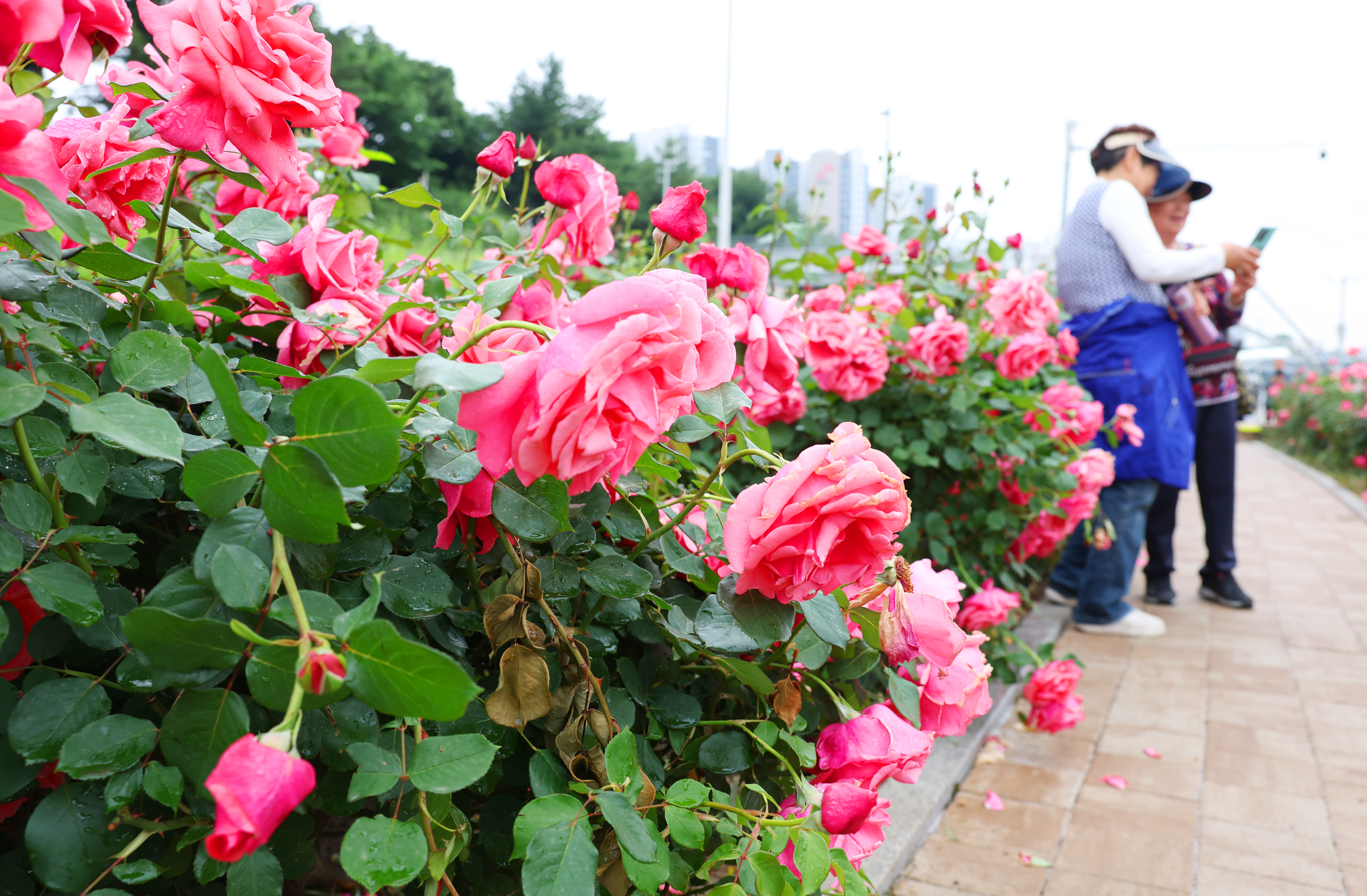 Para warga terlihat sedang menikmati bunga-bunga mawar dalam berbagai warna dalam Festival Mawar Seoul Jungnang pada tanggal 20 Mei 2025 di Taman Bunga Mawar Jungnang, Jungnang-gu, Seoul. Festival tersebut akan digelar hingga tanggal 24 Mei 2025. (Lee Jeong Woo)