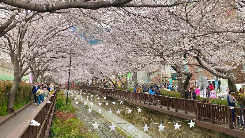 Bunga ceri bermekaran di Sungai Yeojwacheon di tengah musim semi pada tanggal 5 April 2025. 