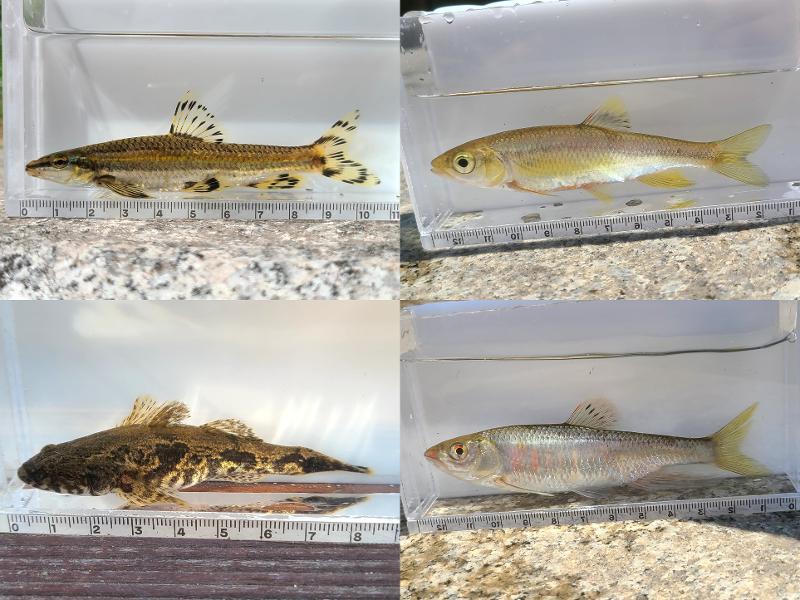 Dari kiri atas searah jarum jam: Coreoleuciscus splendidus, Zacco koreanus, Zacco platypus, dan Odontobutis interrupta.