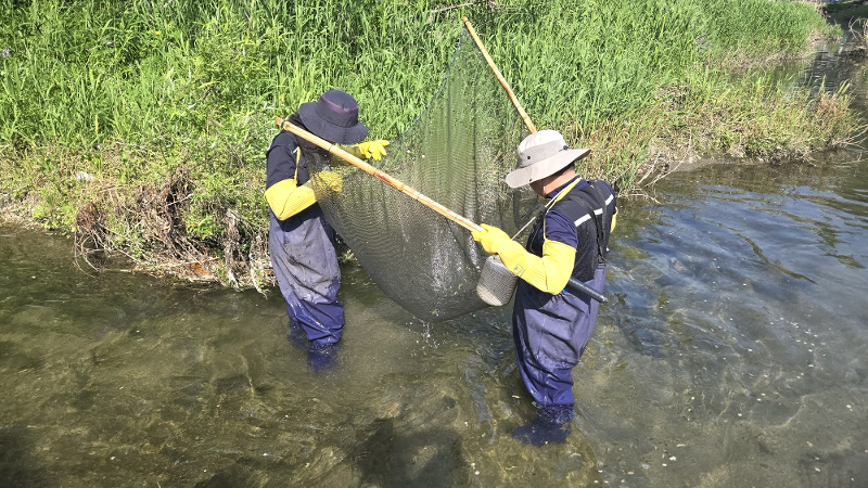 Foto di atas menunjukkan bagian dari penelitian jenis-jenis ikan yang hidup di Sungai Cheonggyecheon dengan menggunakan jala pada tanggal 29-30 April 2025.   