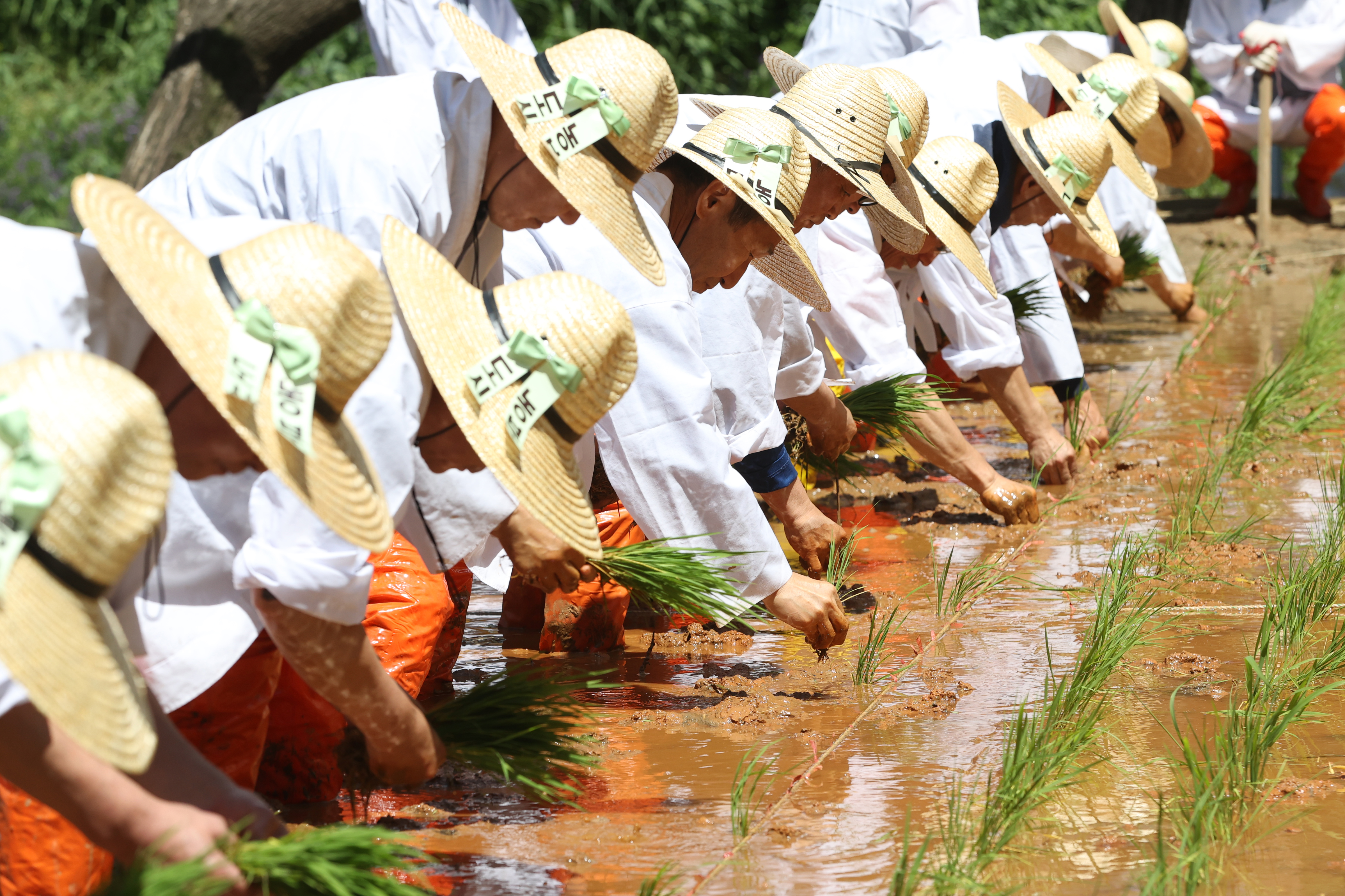 Para koordinator ekologi terlihat sedang mendemonstrasikan cara menyemai bibit padi secara tradisional pada tanggal 4 Juni 2025 di sebuah ruang pembelajaran pertanian padi yang terletak di Yangjaecheon, Gangnam-gu, Seoul. (Yonhap News)