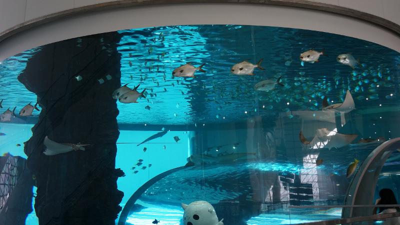Akuarium besar berada di lantai 3. Pengunjung dapat melihat berbagai jenis ikan laut di sana. 