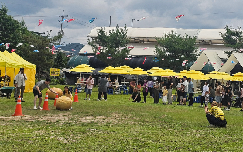 Lomba menggulingkan kentang oleh anak-anak bersama orang tua di area Festival Kentang Chuncheon. 