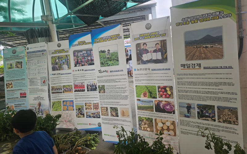 Salah satu sisi pameran di Festival Kentang Chuncheon berupa informasi tentang inovasi hasil pertanian kentang di Chuncheon. 