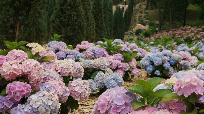 Festival Hydrangea Jangseongpo tahun 2025 diselenggarakan tanggal 7-29 Juni 2025 dan merupakan festival tahunan di Kota Ulsan. 