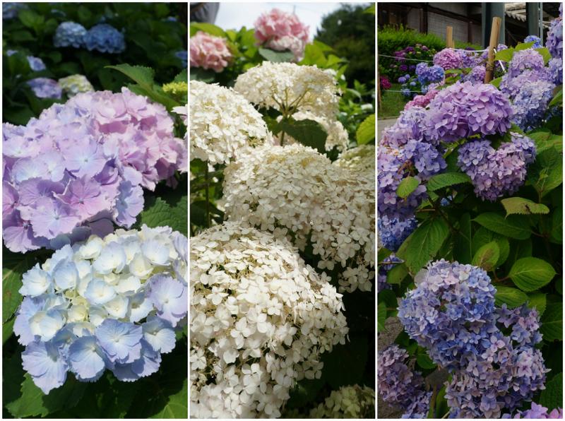 Beberapa jenis bunga hortensia yang ada di Festival Hydrangea Jangsaengpo. 